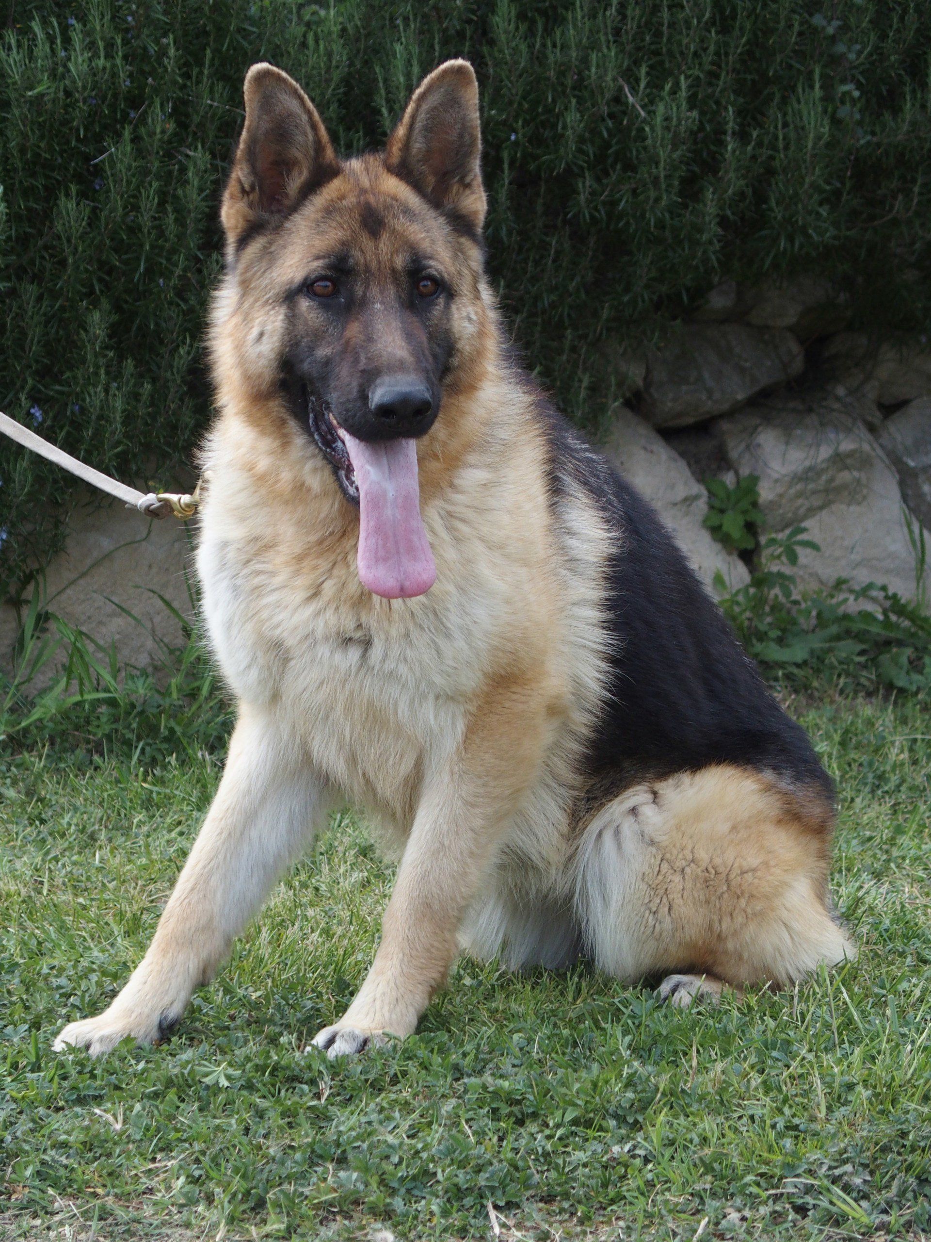 Ninon, femelle reproductricce berger allemand