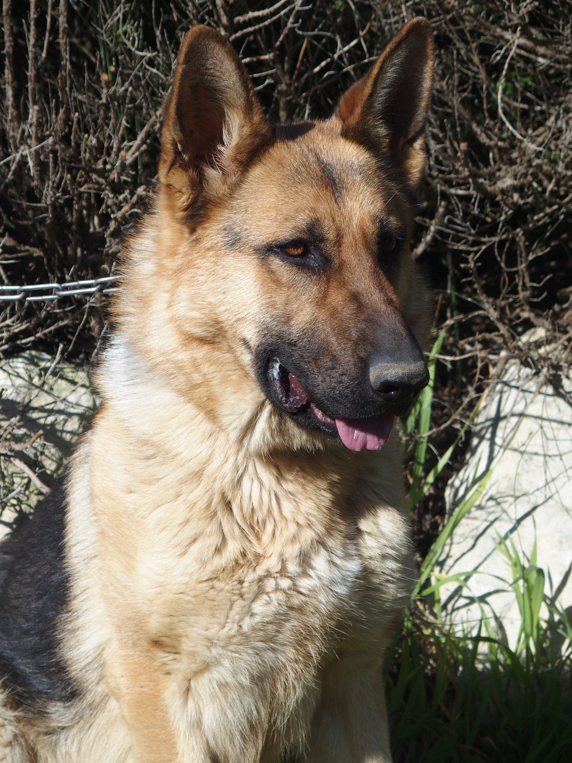 Ola, femelle reproductrice berger allemand