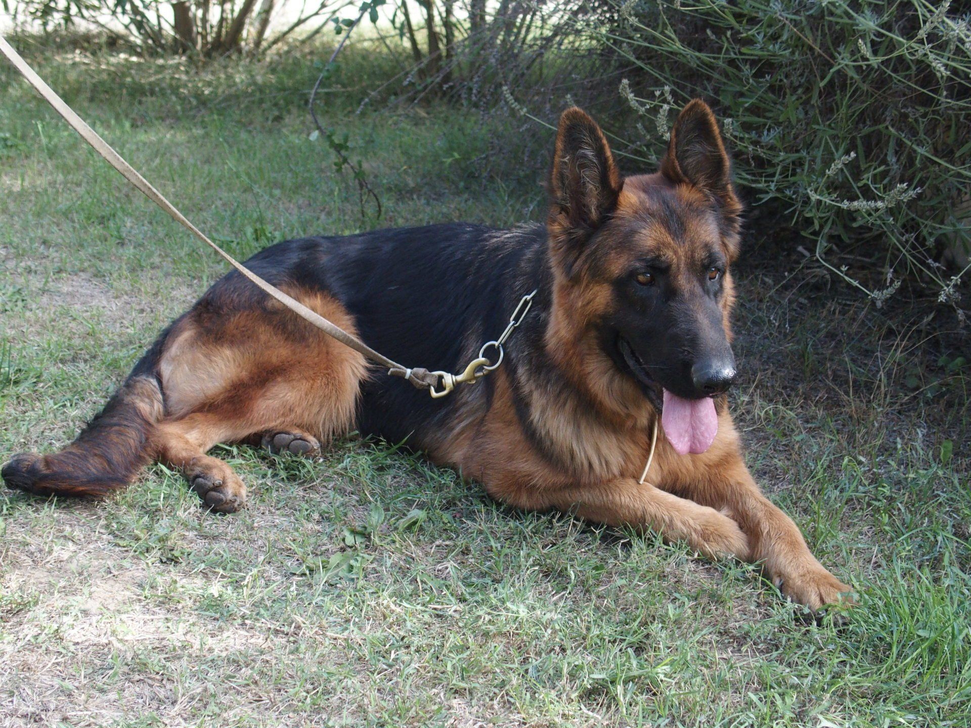 Orca, femelle reproductrice berger allemand