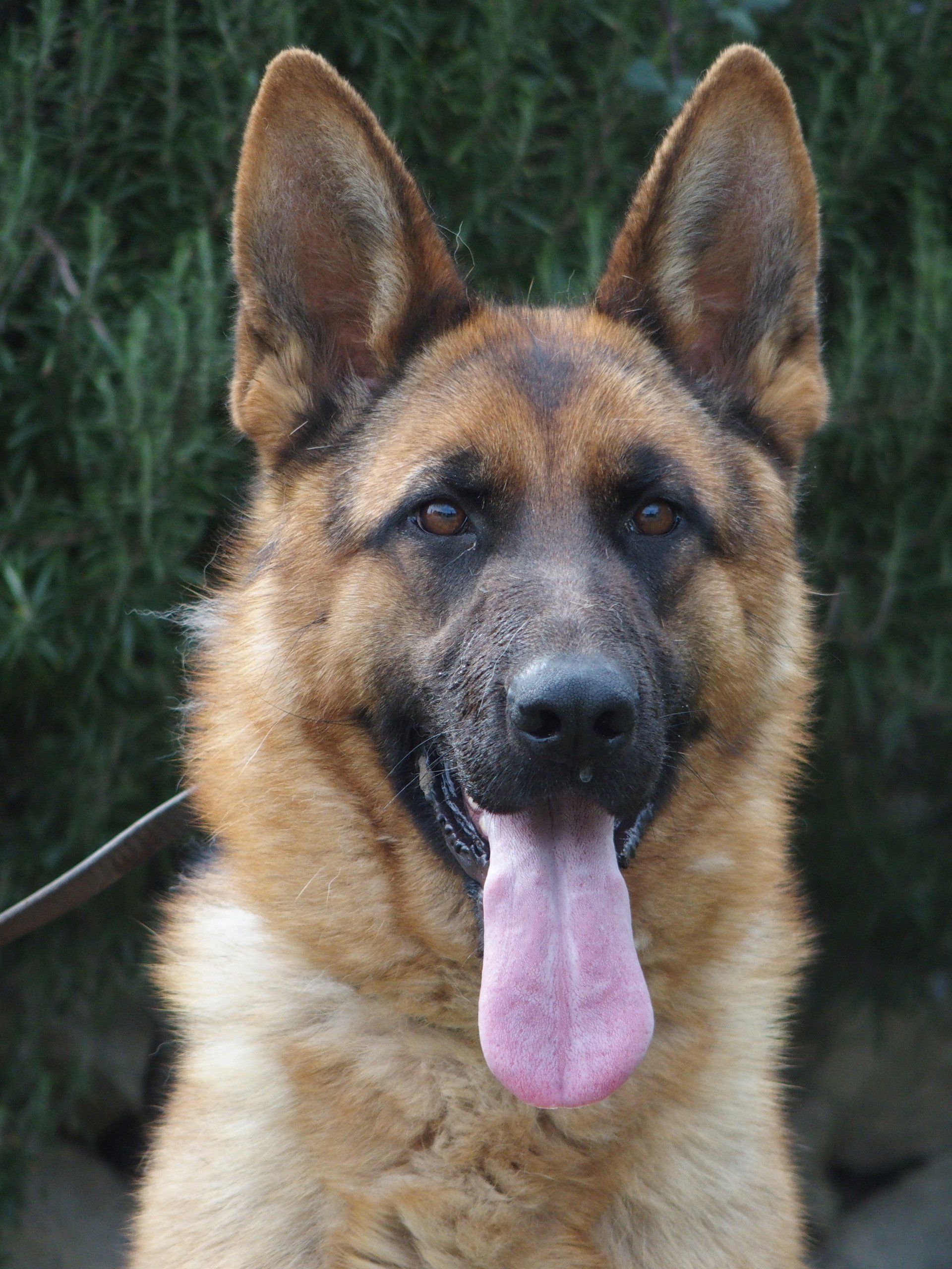 Oulala, femelle reproductrice berger allemand