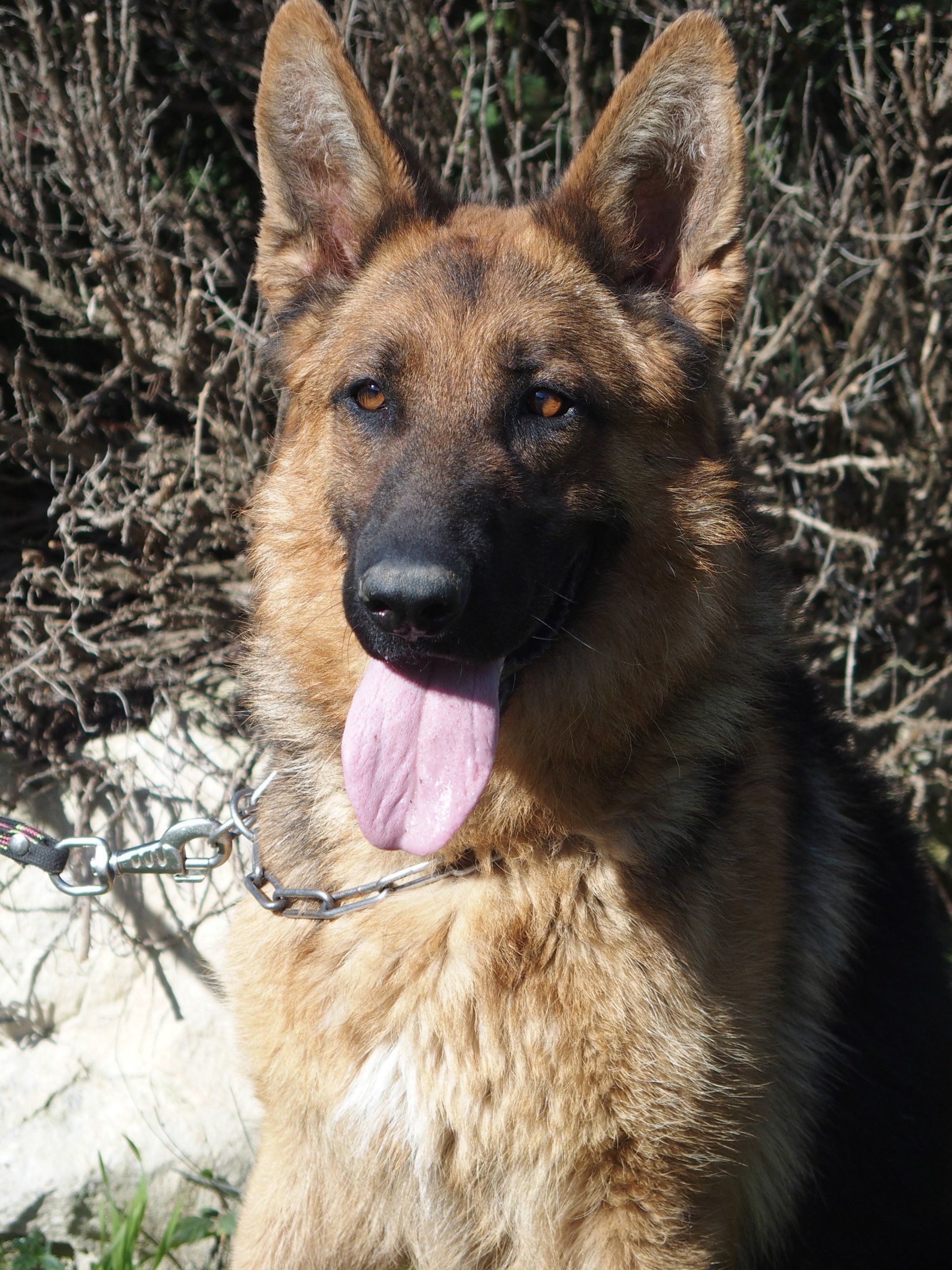 Oxy, femelle reproductrice berger allemand