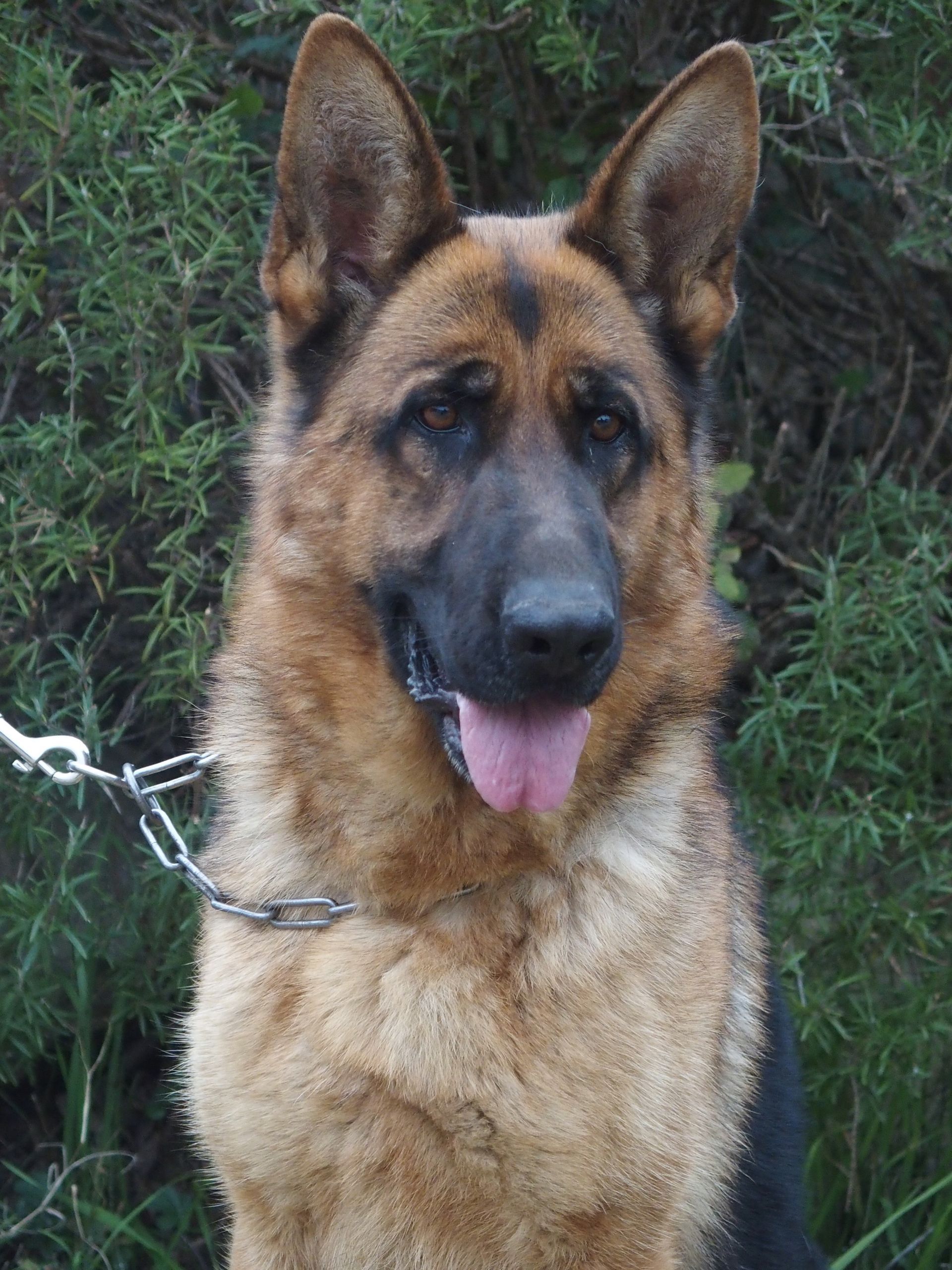 Ruby, femelle reproductrice berger allemand