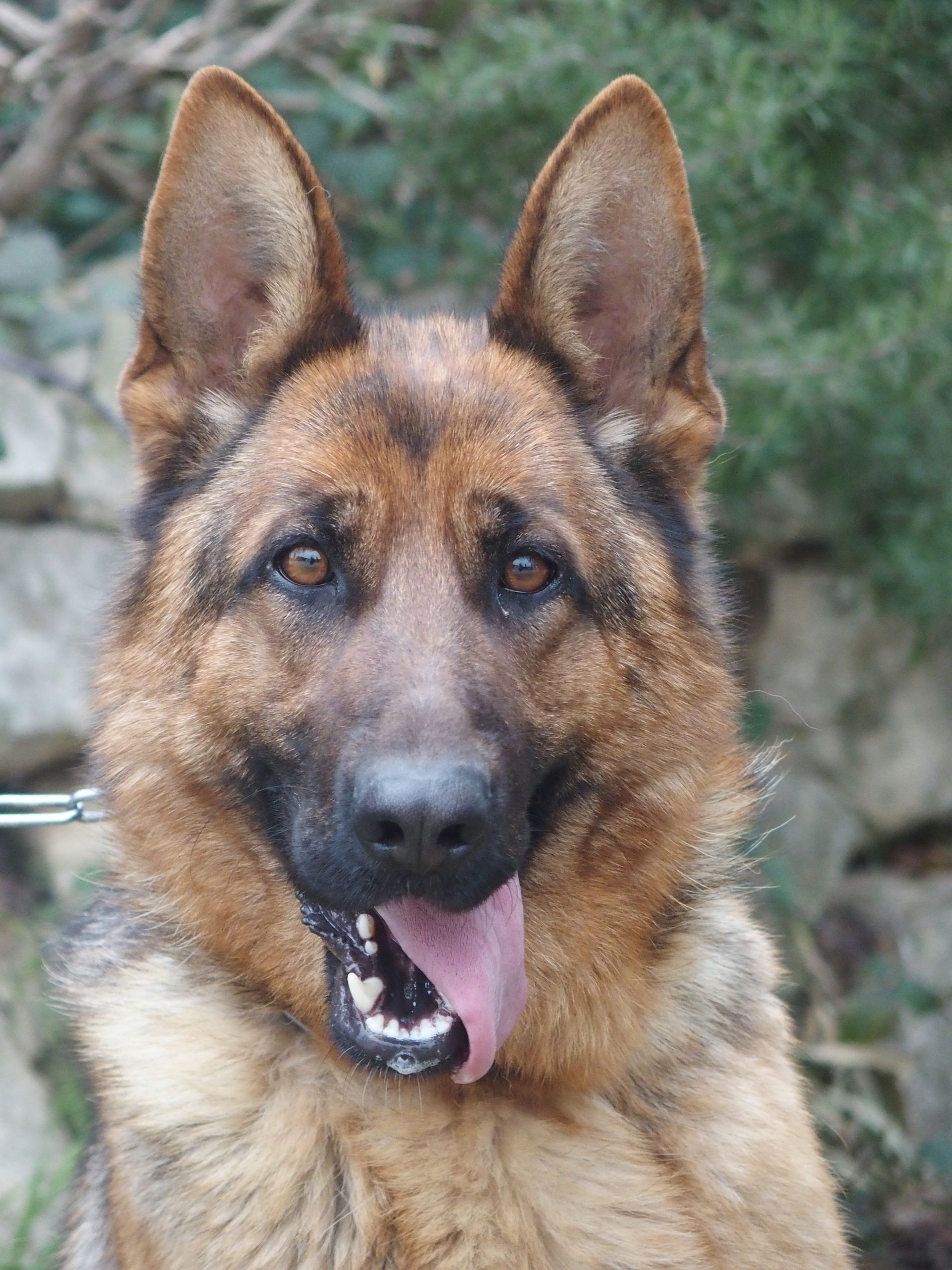 Sade, femelle reproductrice berger allemand