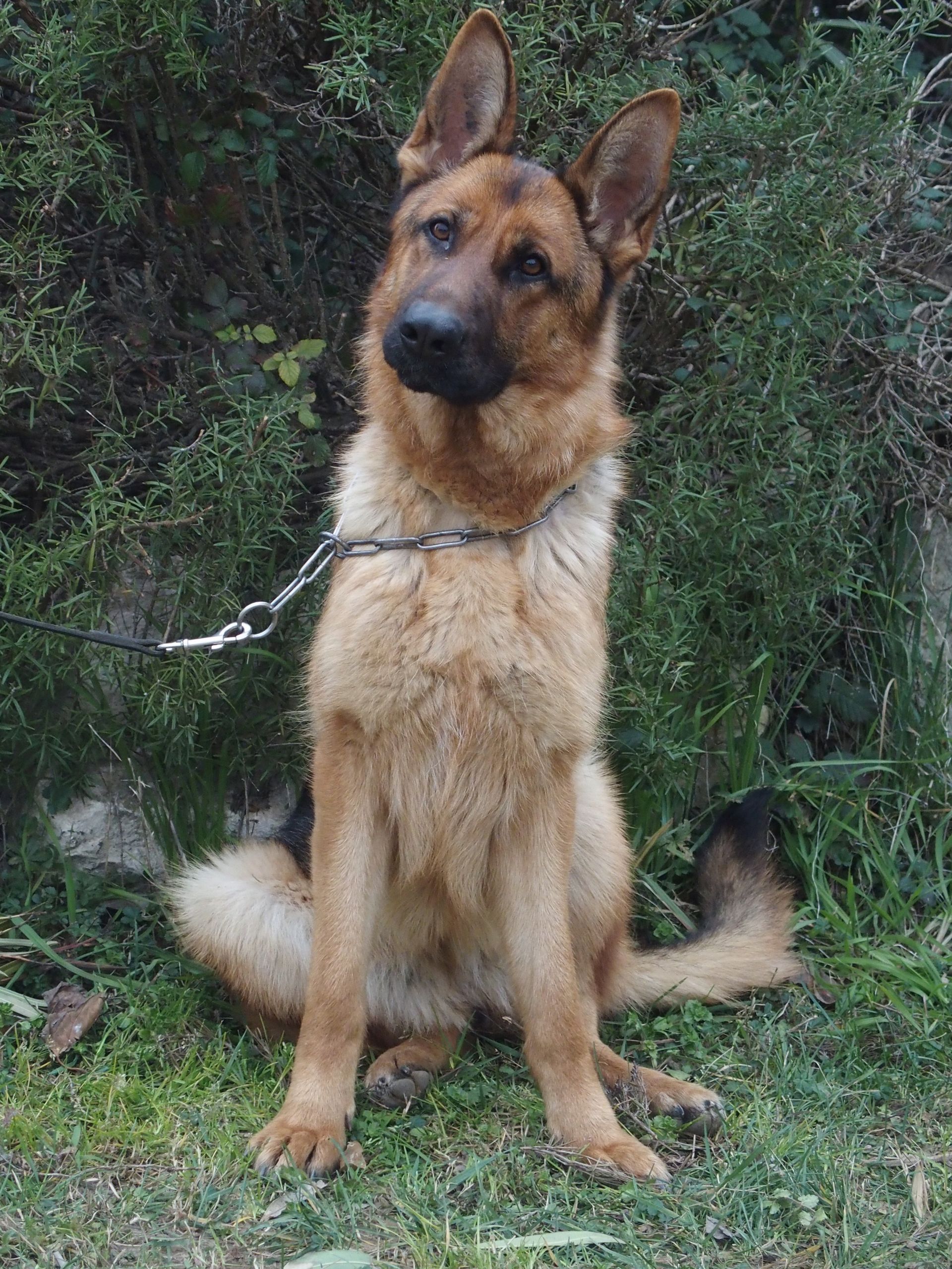 Sola, femelle reproductrice berger allemand