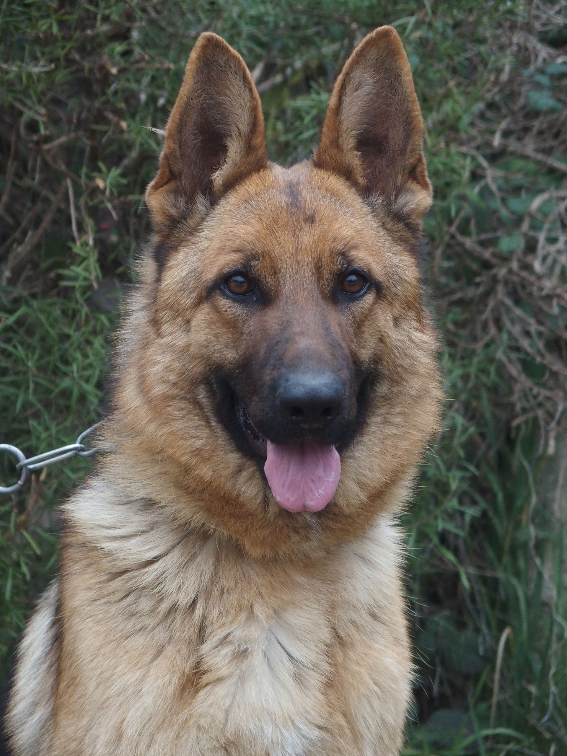 Tipholly, femelle reproductrice berger allemand