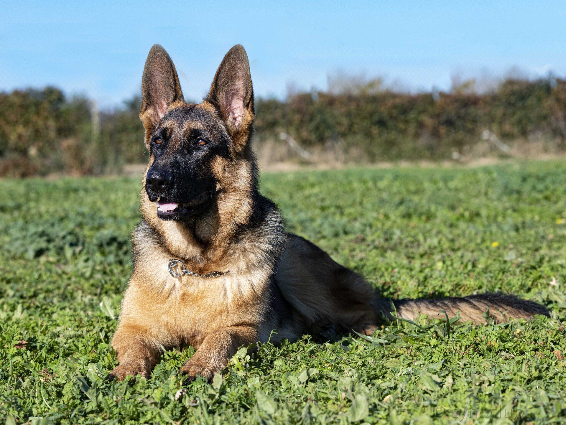 Samba, berger allemand dans une prairie