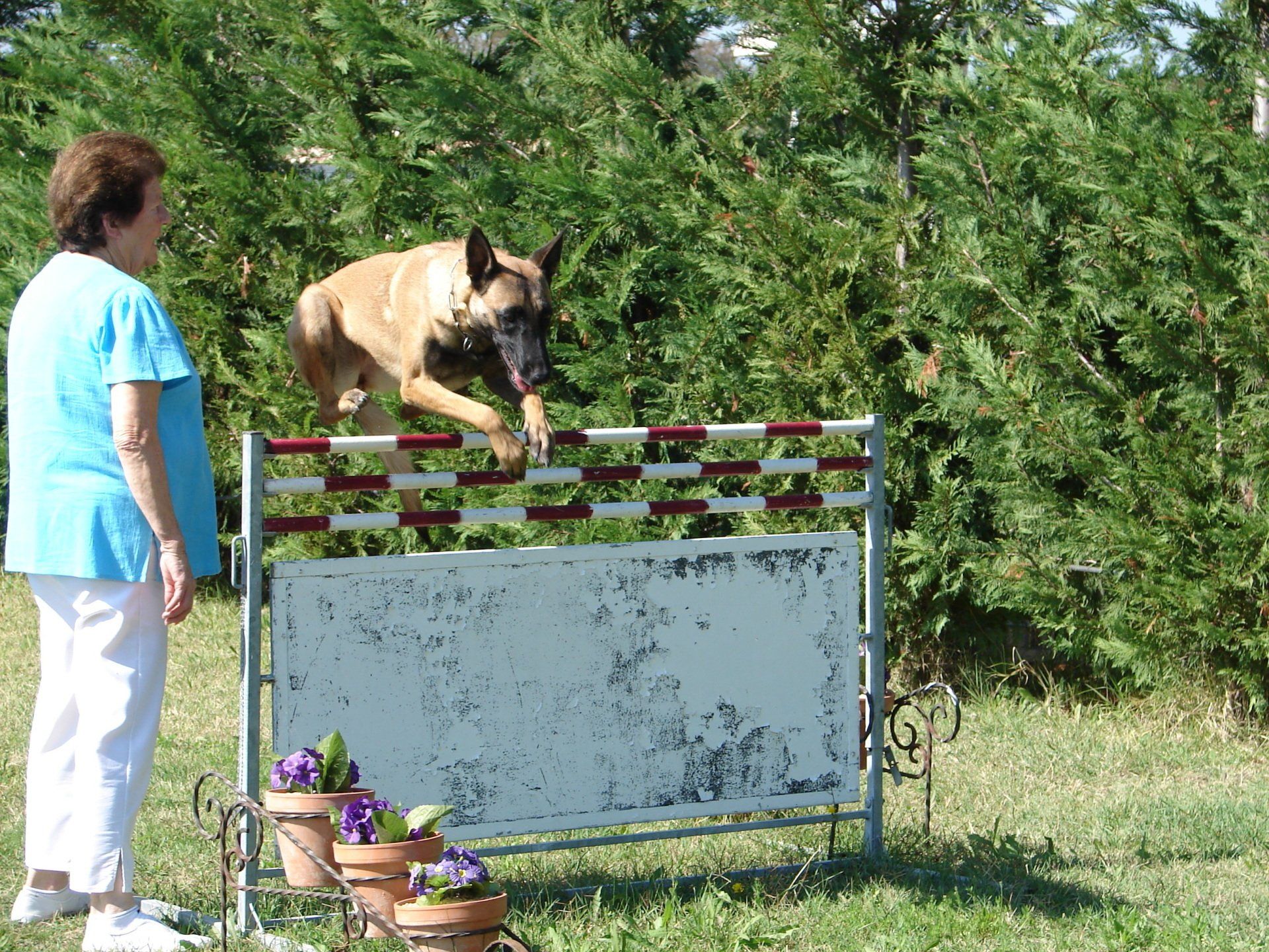 Cours d'éducation canine, saut d'obstacles