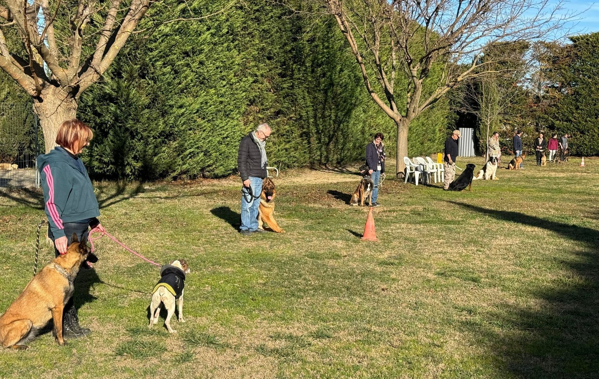 Séance d'éducation canine en extérieur