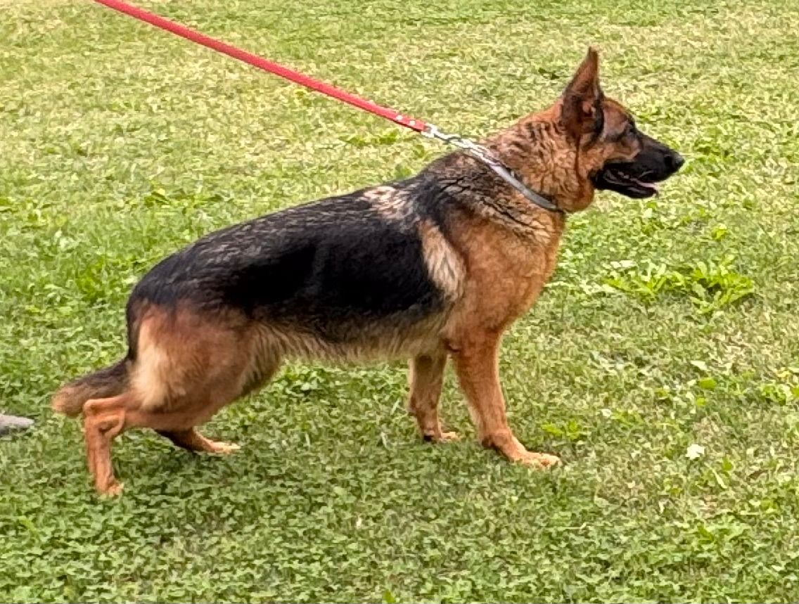 Berger allemand adulte tenu en laisse rouge