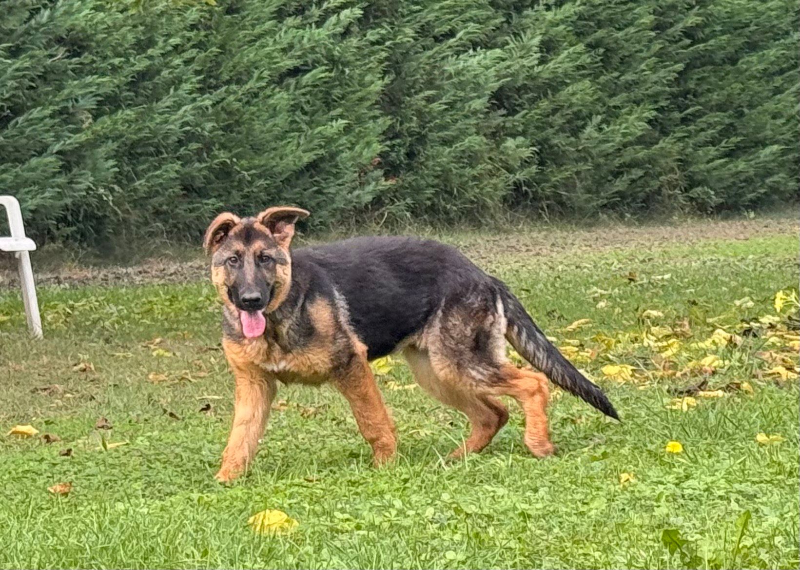 Jeune Berger allemand dans l'herbe