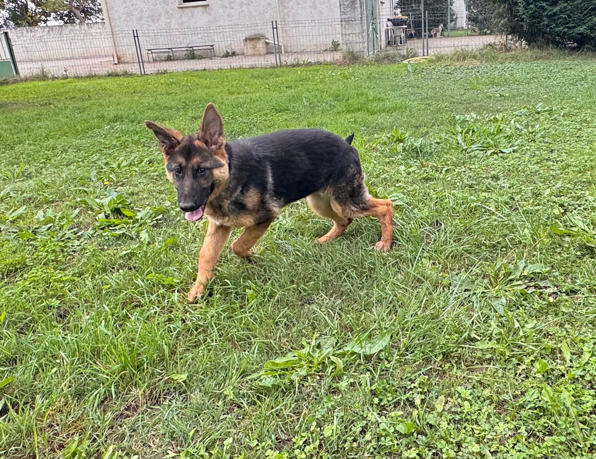 Bergers allemands qui court dans l'herbe
