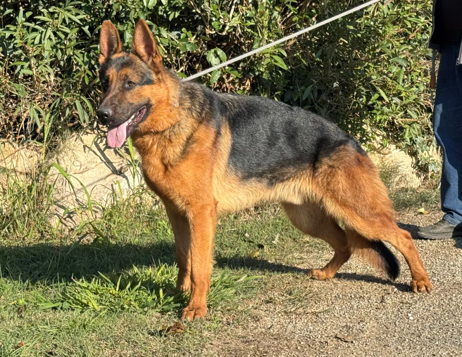 Berger allemand adulte tenu en laisse