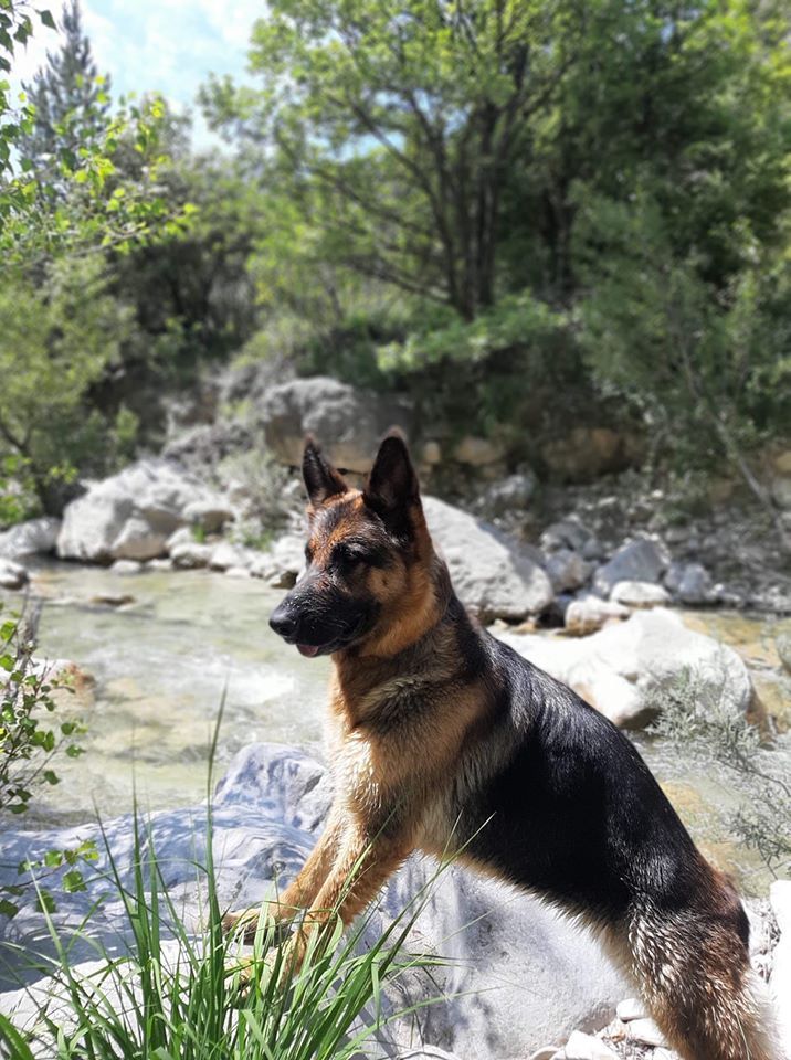 Berger allemand au bord d'une rivière