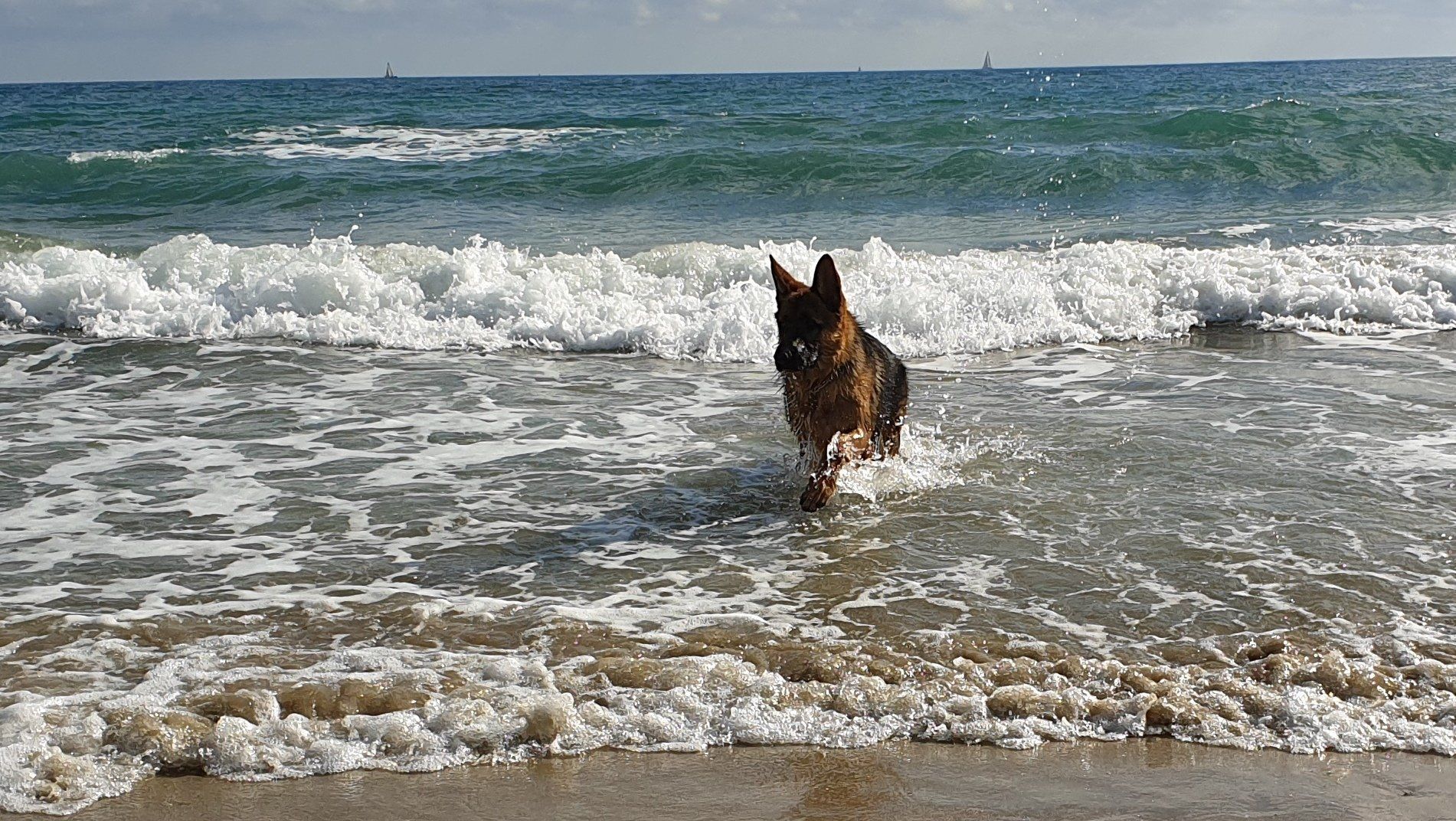 Berger allemand qui s'amuse dans les vagues