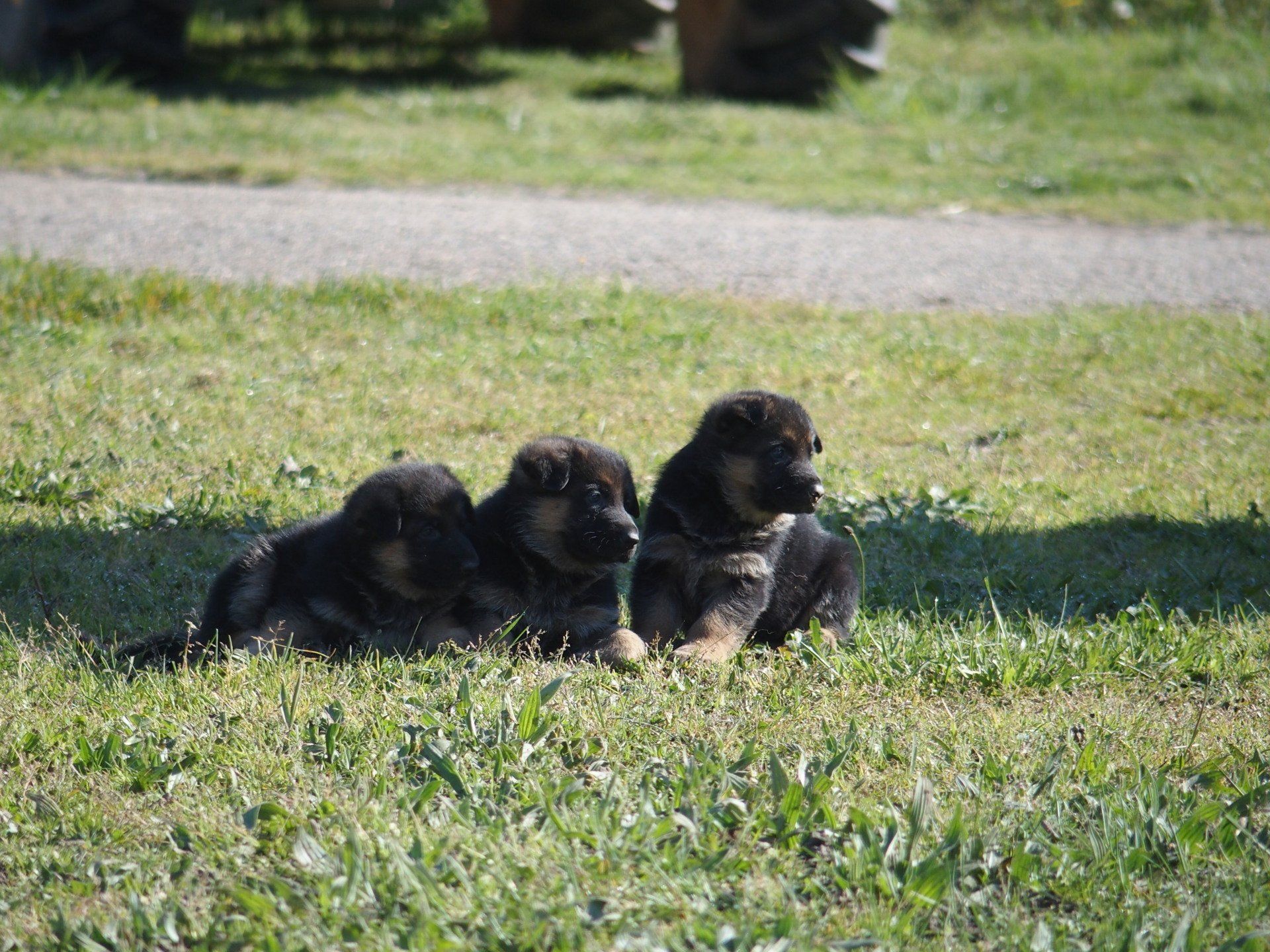Trois bébés bergers allemands dans la lumière du soleil