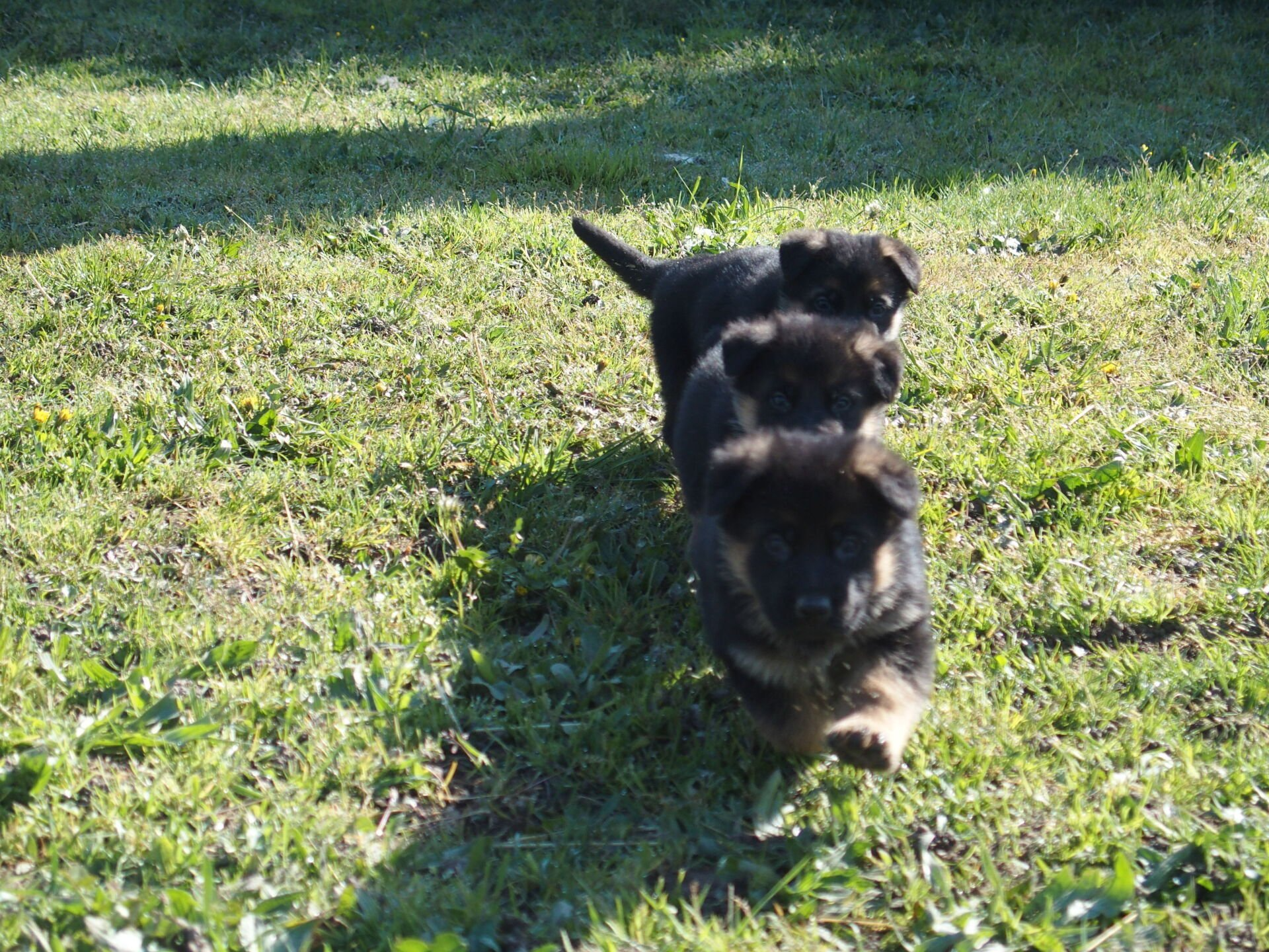 Berger allemand heureux qui tire la langue