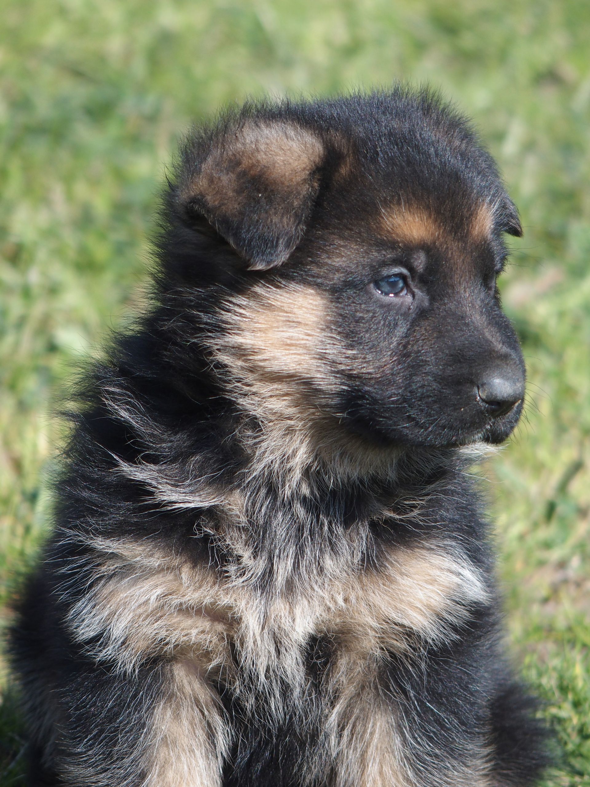 Jeune berger allemand en pleine séance de dressage