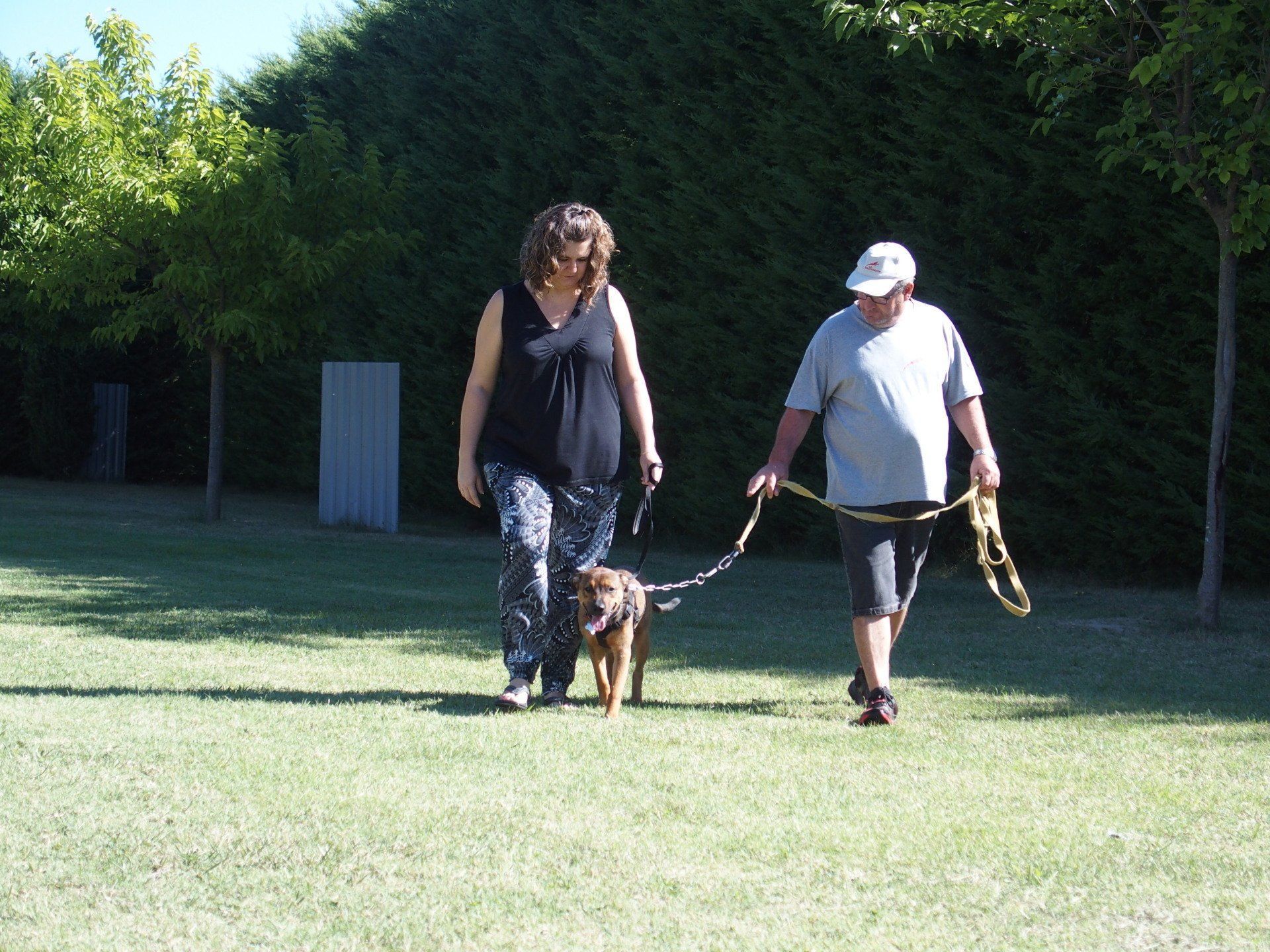 Cours d'éducation canine