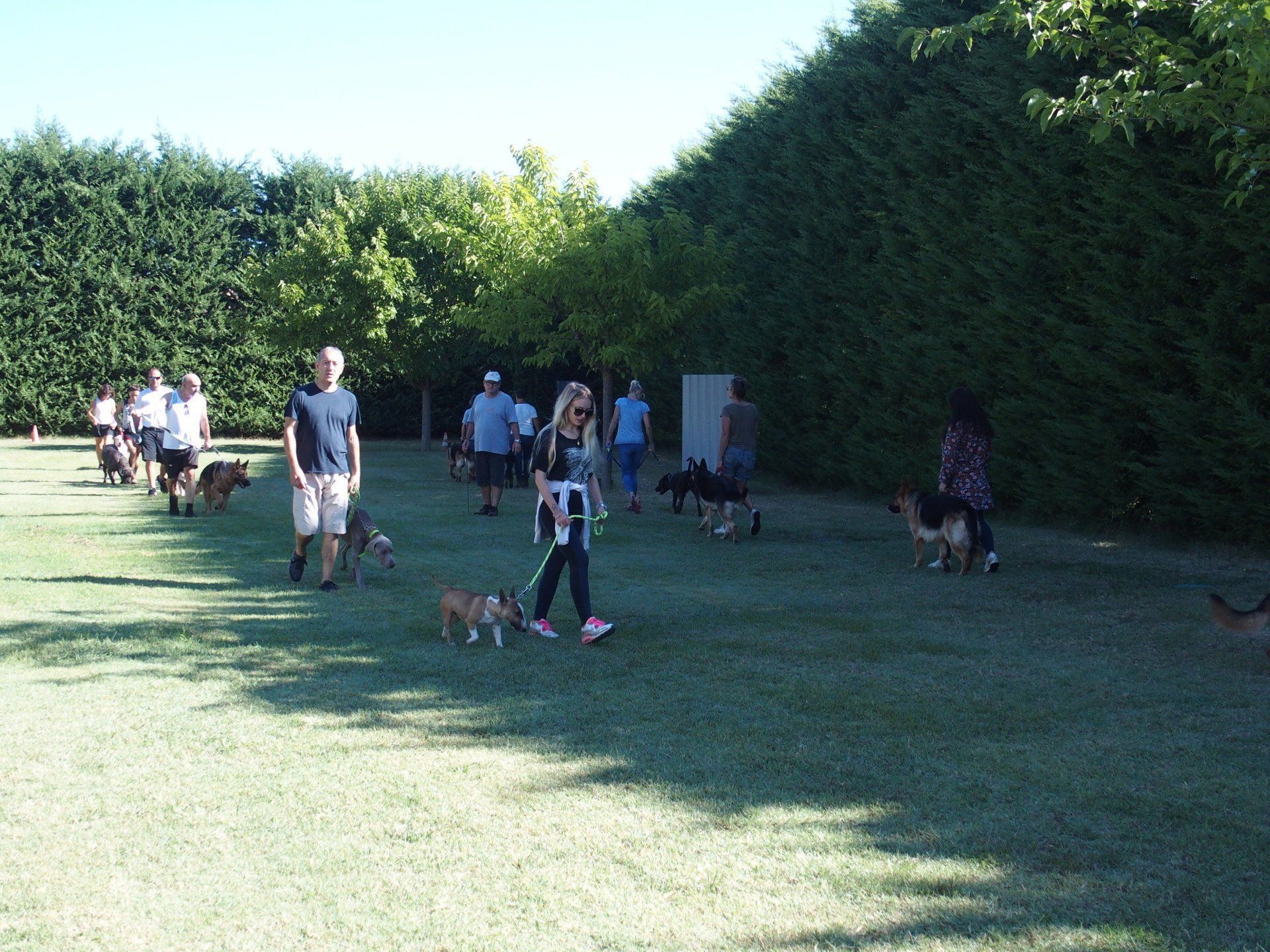 Dressage canin en groupe