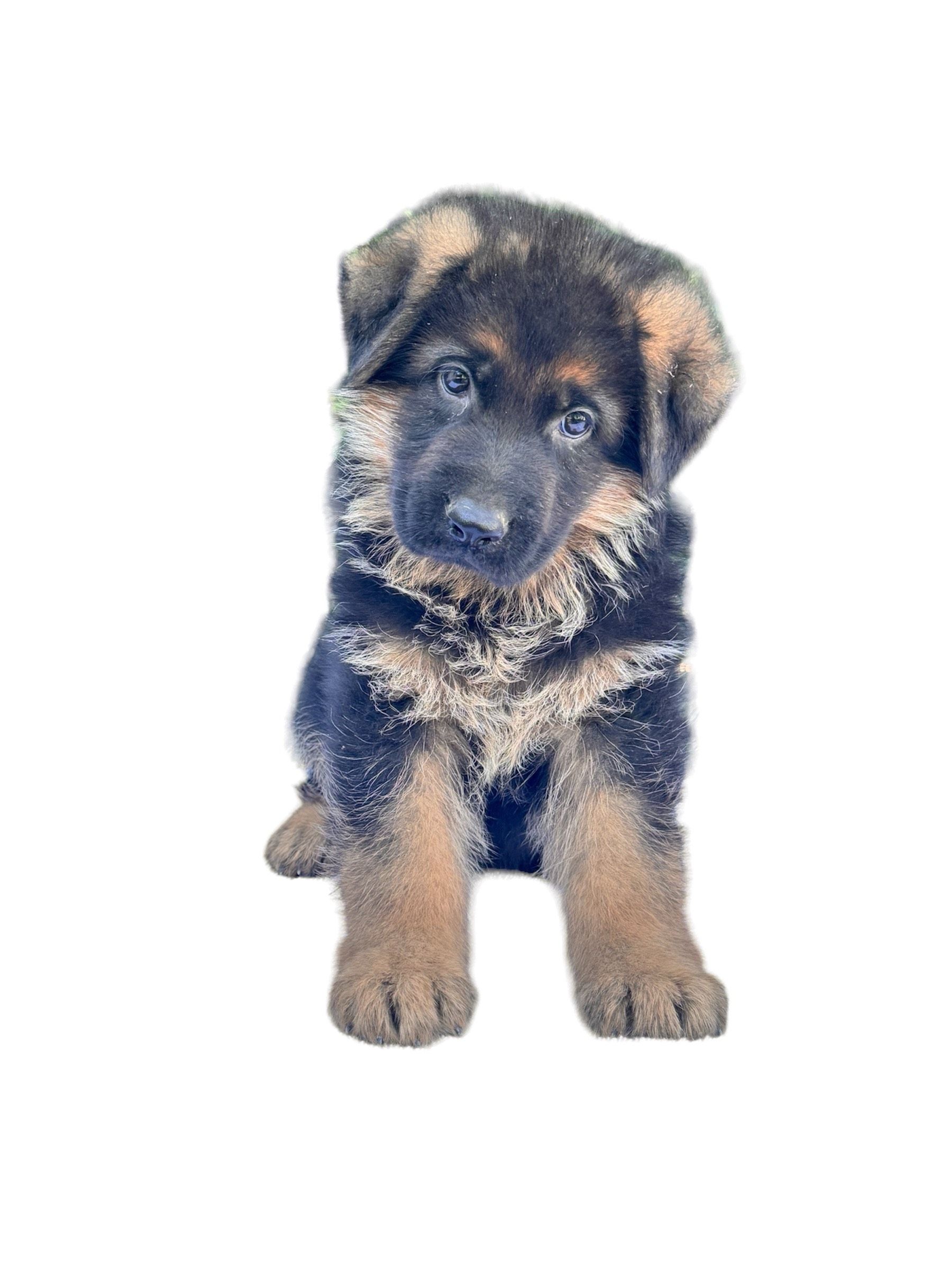 Chiot berger allemand sur fond blanc