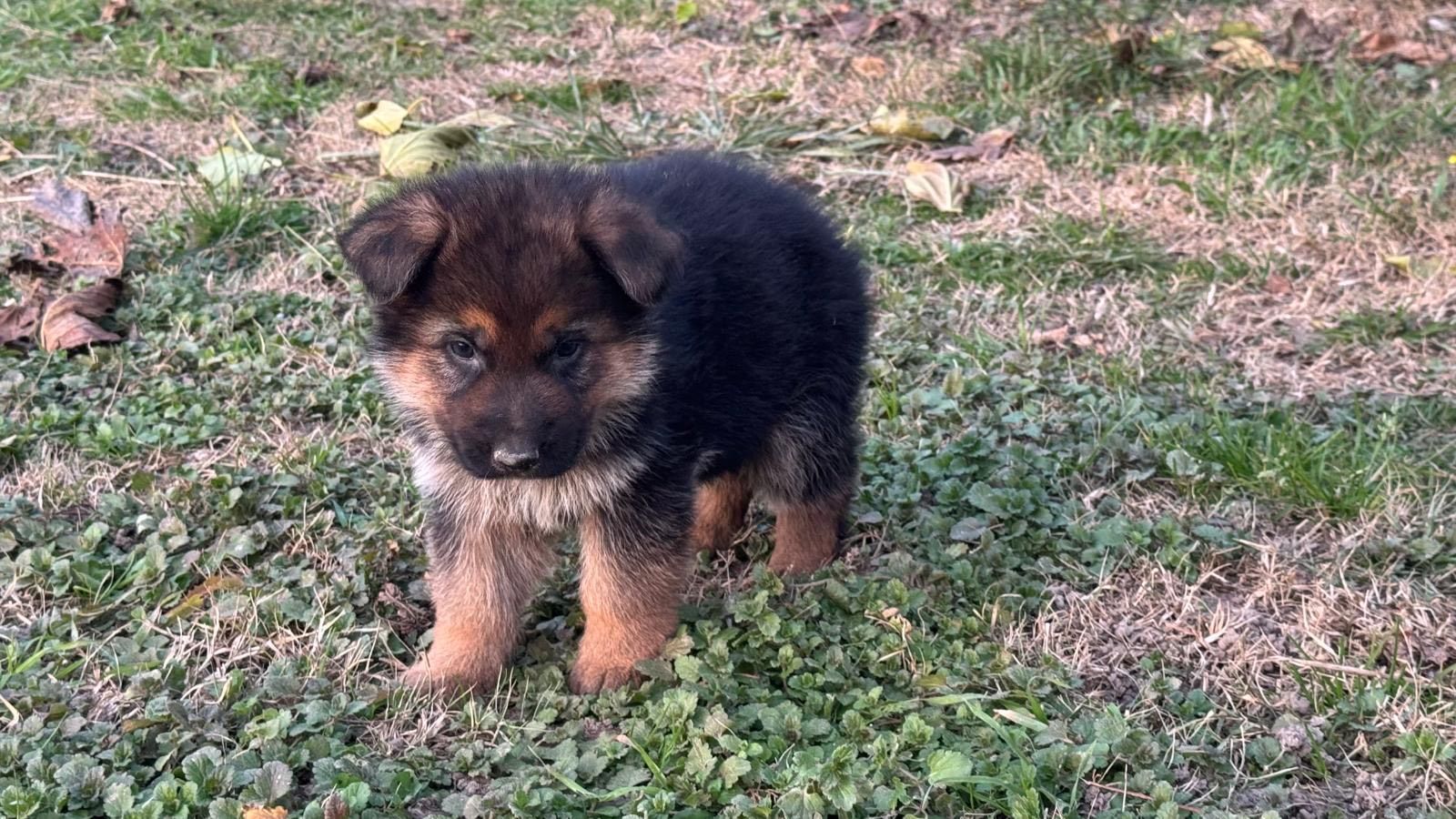 Chiot Berger allemand