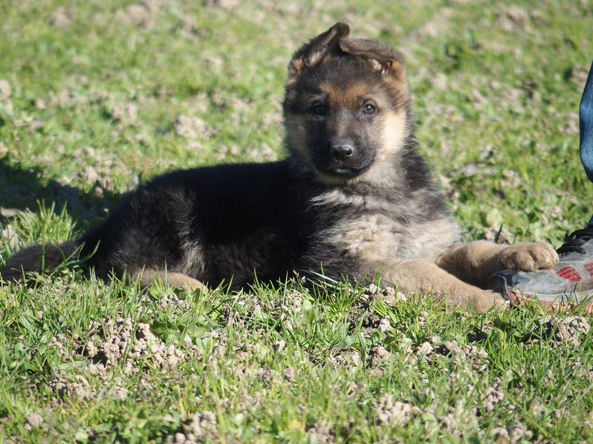 Bébé berger allemand