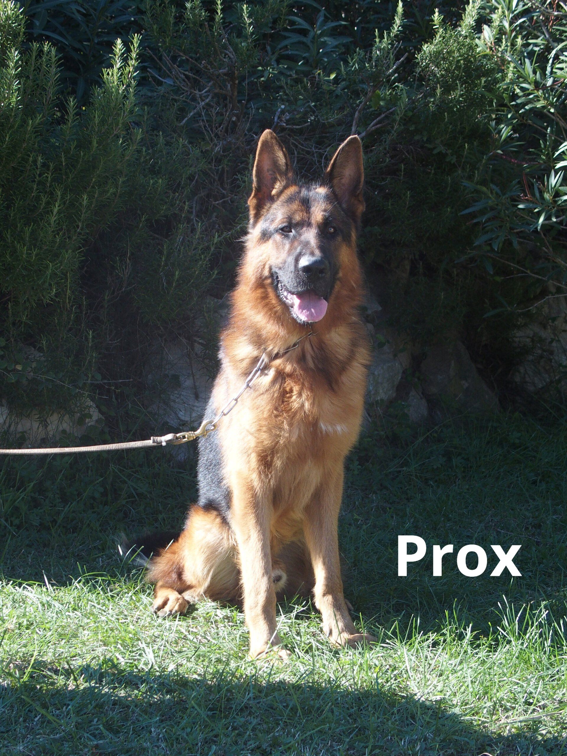 Nox, berger allemand reproducteur