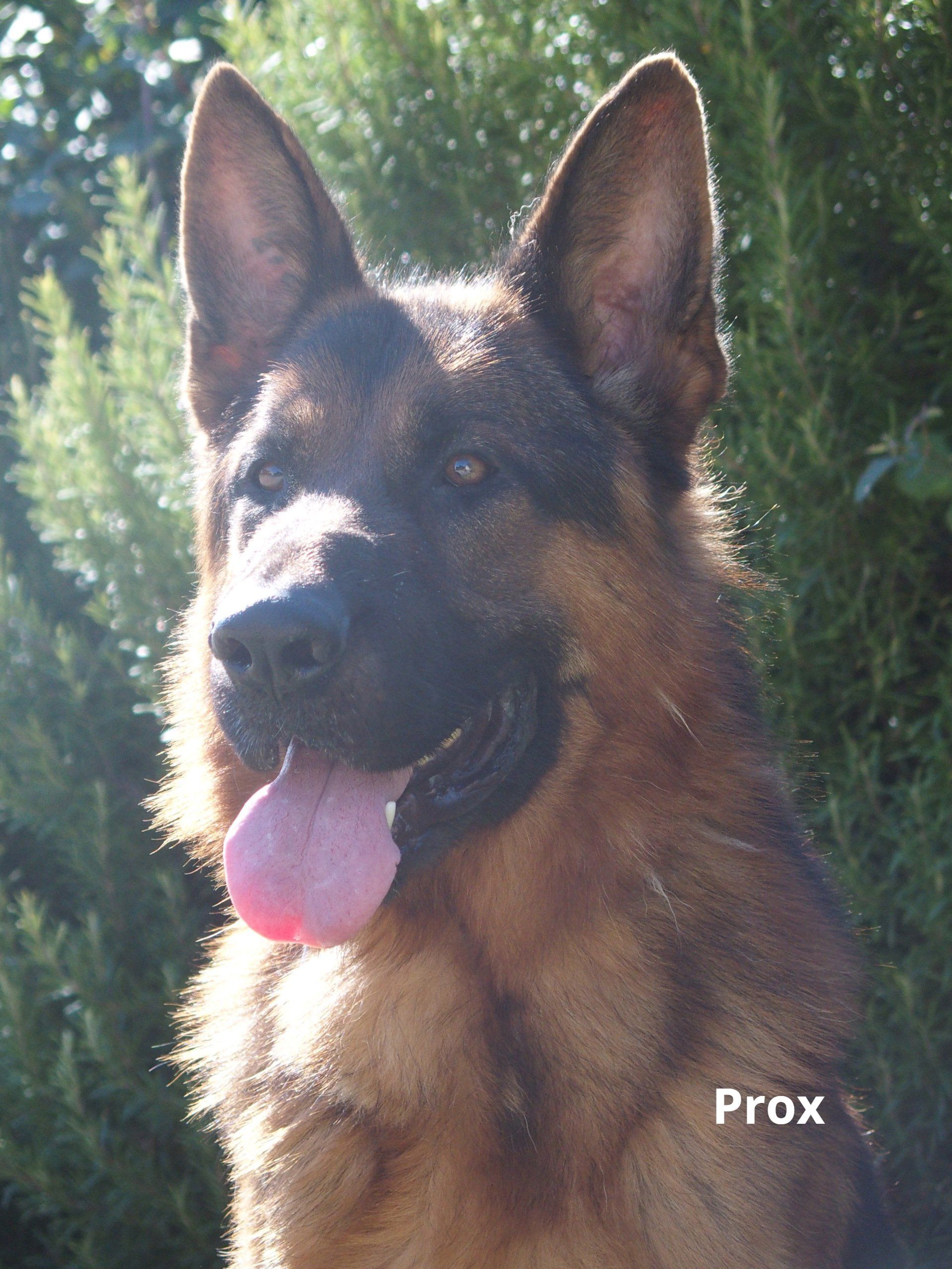 Onyx, mâle berger allemand reproducteur