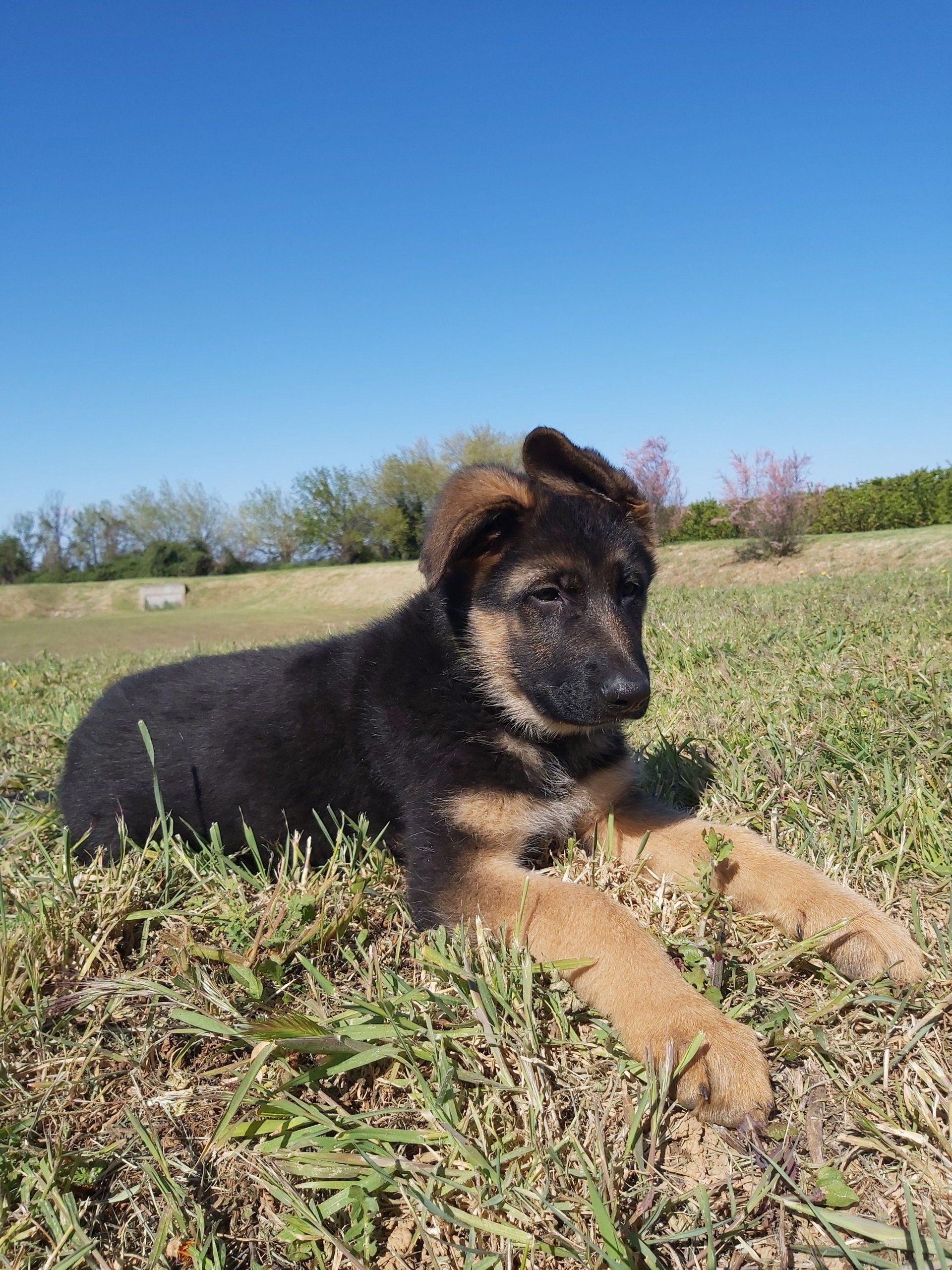 Chiot berger allemand dans un champ