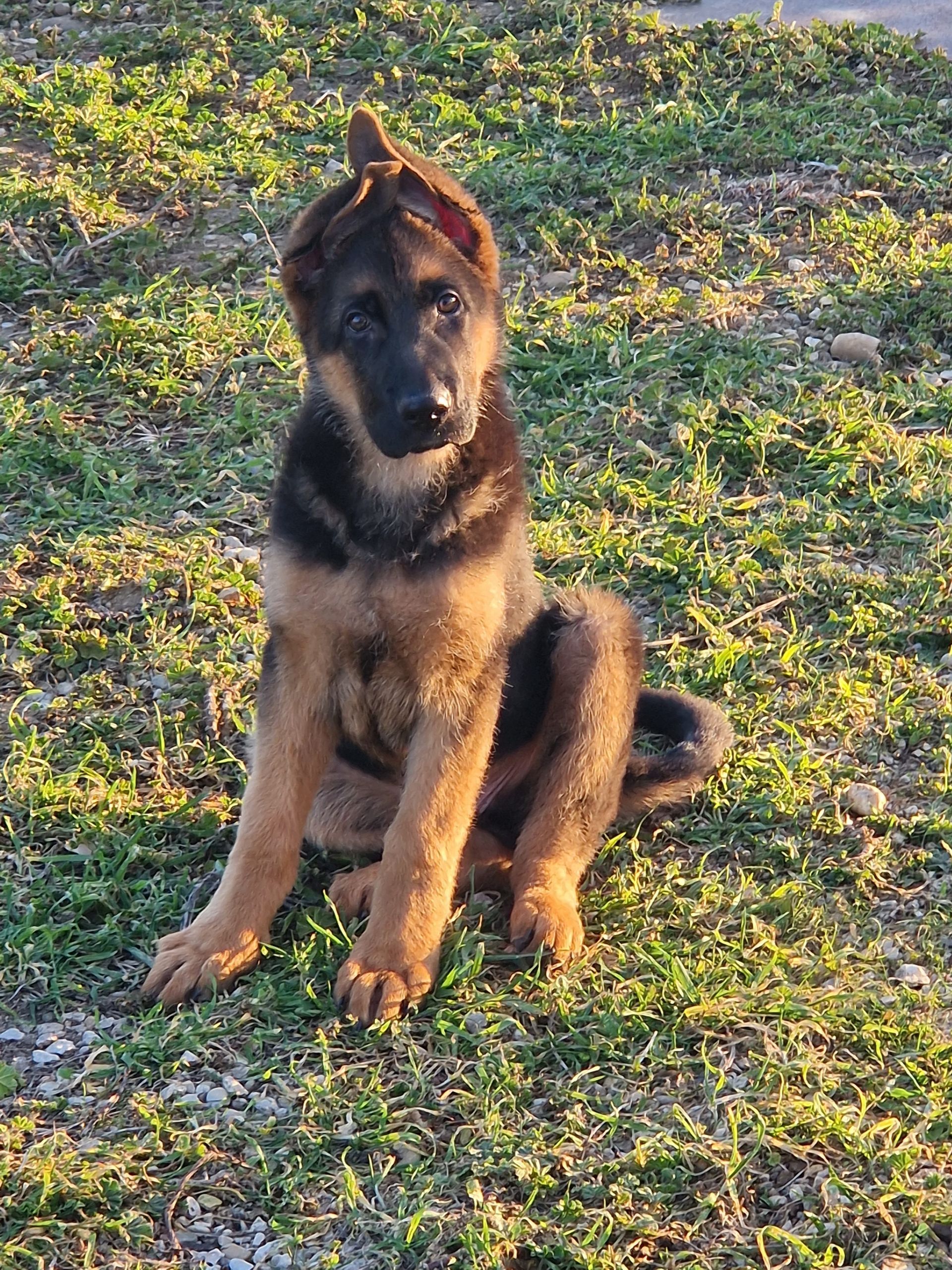Chiot berger allemand