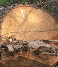 Auf einem Holzstapel liegt ein großes Stück Holz.