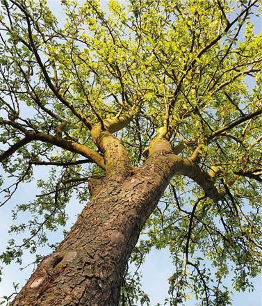 Blick nach oben auf einen Baum mit vielen Ästen und Blättern