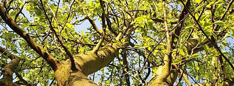 Ein Baum mit vielen Ästen und Blättern vor einem blauen Himmel.