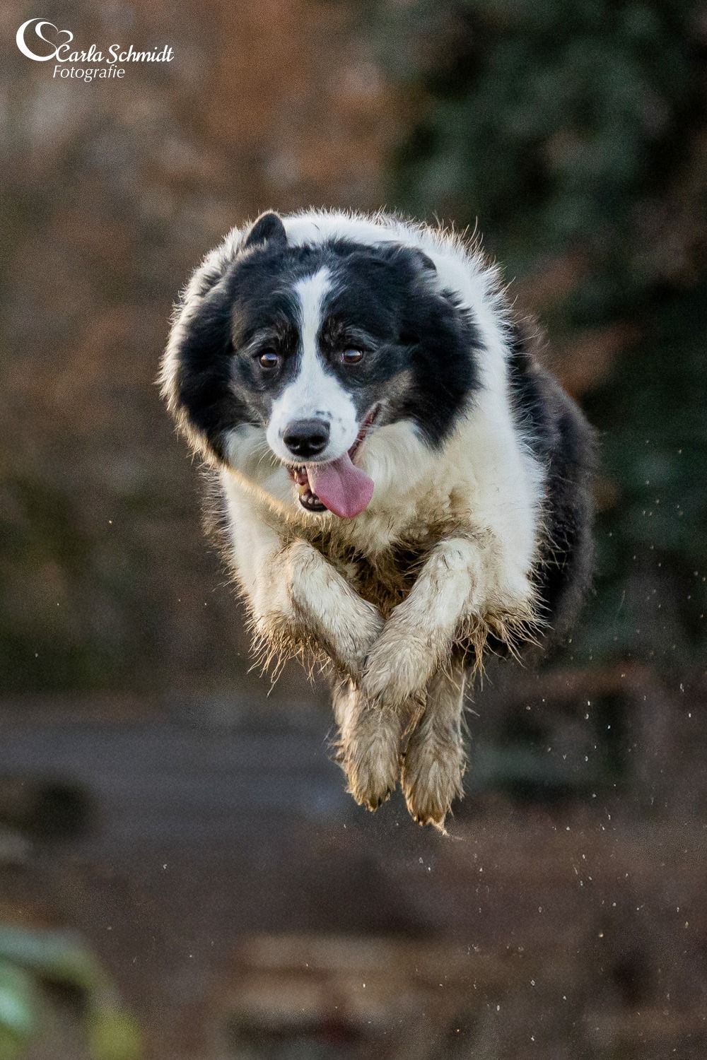 Unser Border Collie begrüßt die Gäste – das Auengut am Aueweg 13 ist ein herzlicher Ort für Tierfreunde.