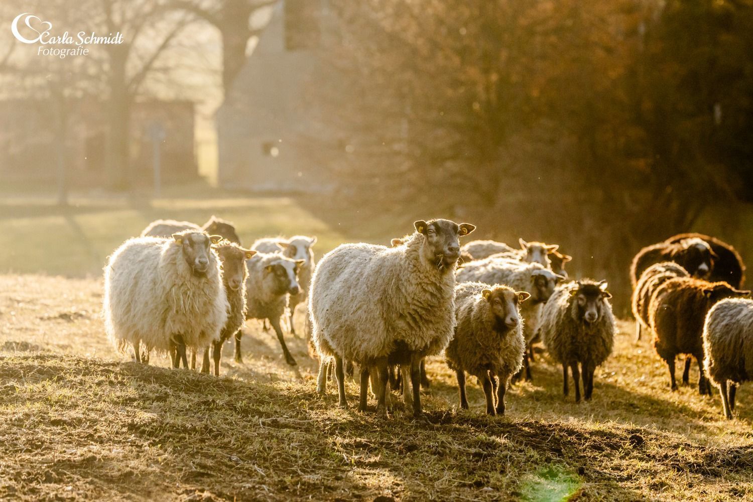 Zutrauliche Schafe auf der grünen Weide des Auenguts – Naturerlebnis pur für Familien in Bertsdorf-Hörnitz.