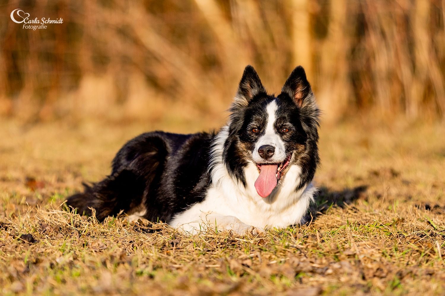 Unser Border Collie begrüßt die Gäste – das Auengut am Aueweg 13 ist ein herzlicher Ort für Tierfreunde.