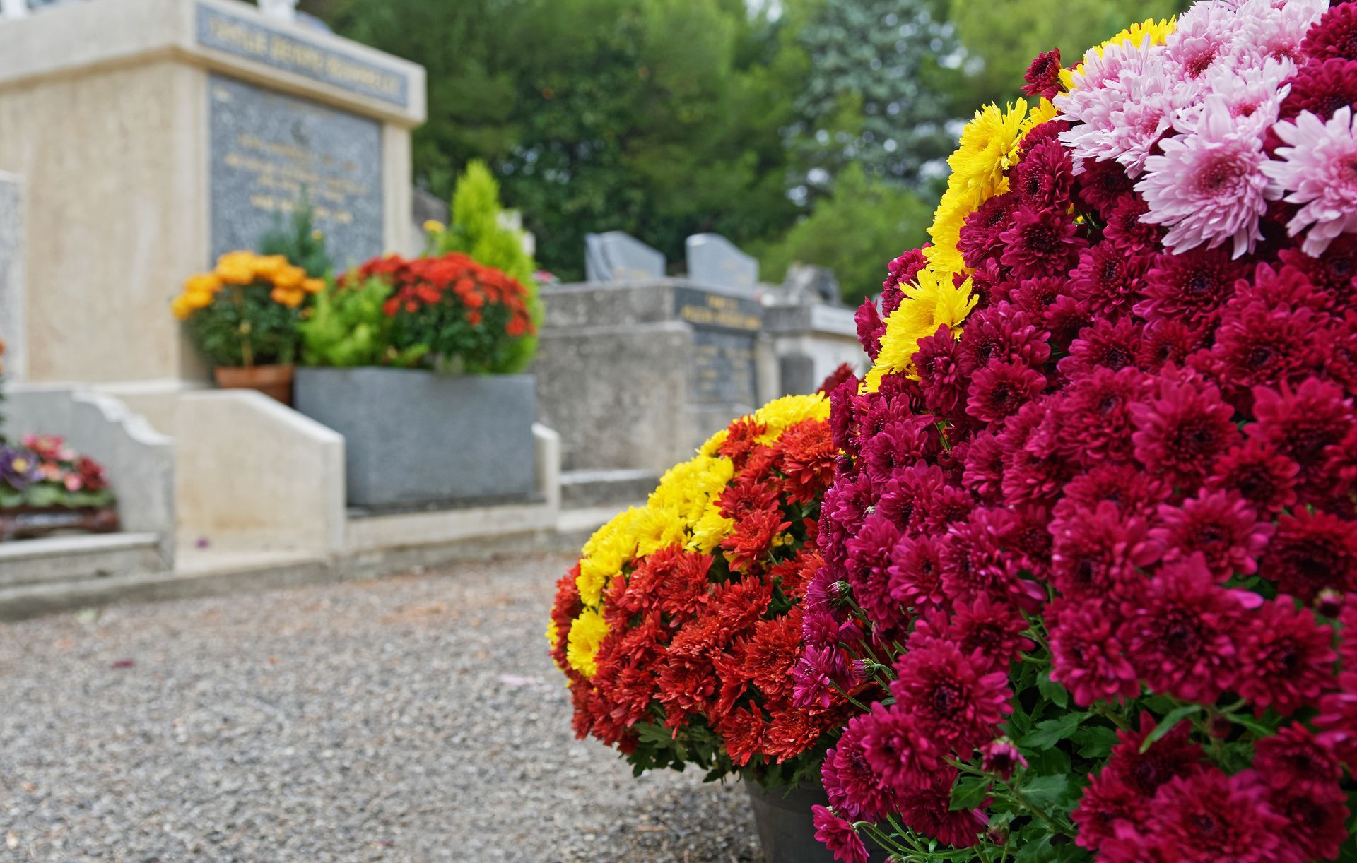 Fleurs de chrysanthème dans un cimetière