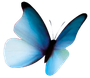 Papillon bleu