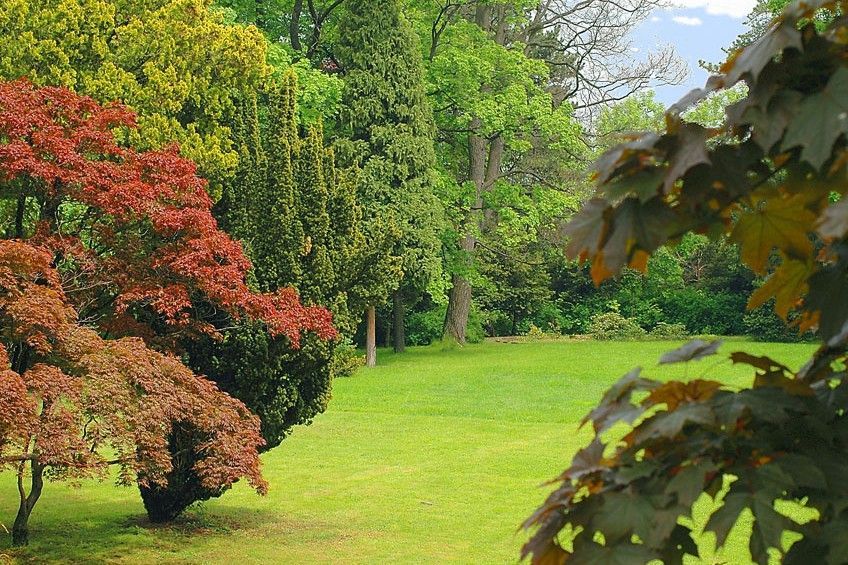 Ein Baum mit roten Blättern steht inmitten eines üppigen grünen Feldes