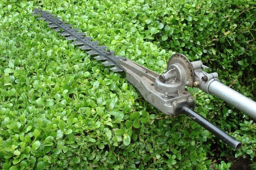 Eine Heckenschere wird verwendet, um einen Busch zu beschneiden