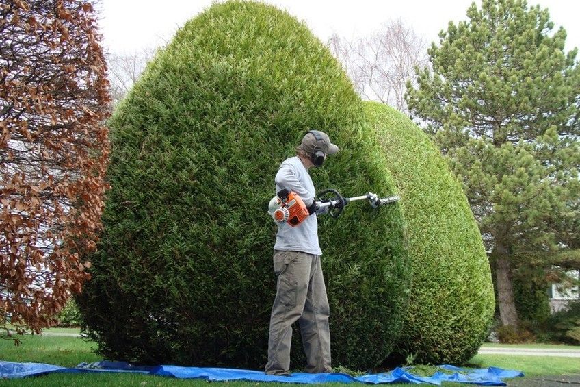 Ein Mann schneidet einen Busch mit einer Stihl-Heckenschere