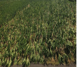 Champ de cultures vertes aplaties après une tempête