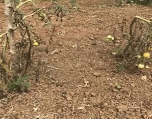 Plants de tomates dans un sol brun certains avec un feuillage jaunissant et des tomates vertes