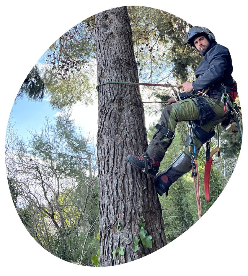 Acrocimes Élagage Arboristesgrimpeurs pour l'entretien d'arbres — free download