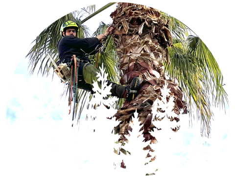 Illustration d'un élagueur sur un palmier
