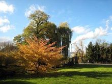 Ein Park mit Bäumen und im Hintergrund steigt Rauch aus einem Schornstein auf.