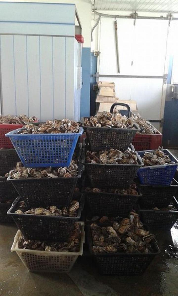 Huîtres fraichement pêchées en Vendée, à Talmont Saint-Hilaire
