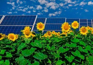 Un campo de girasoles con paneles solares al fondo.