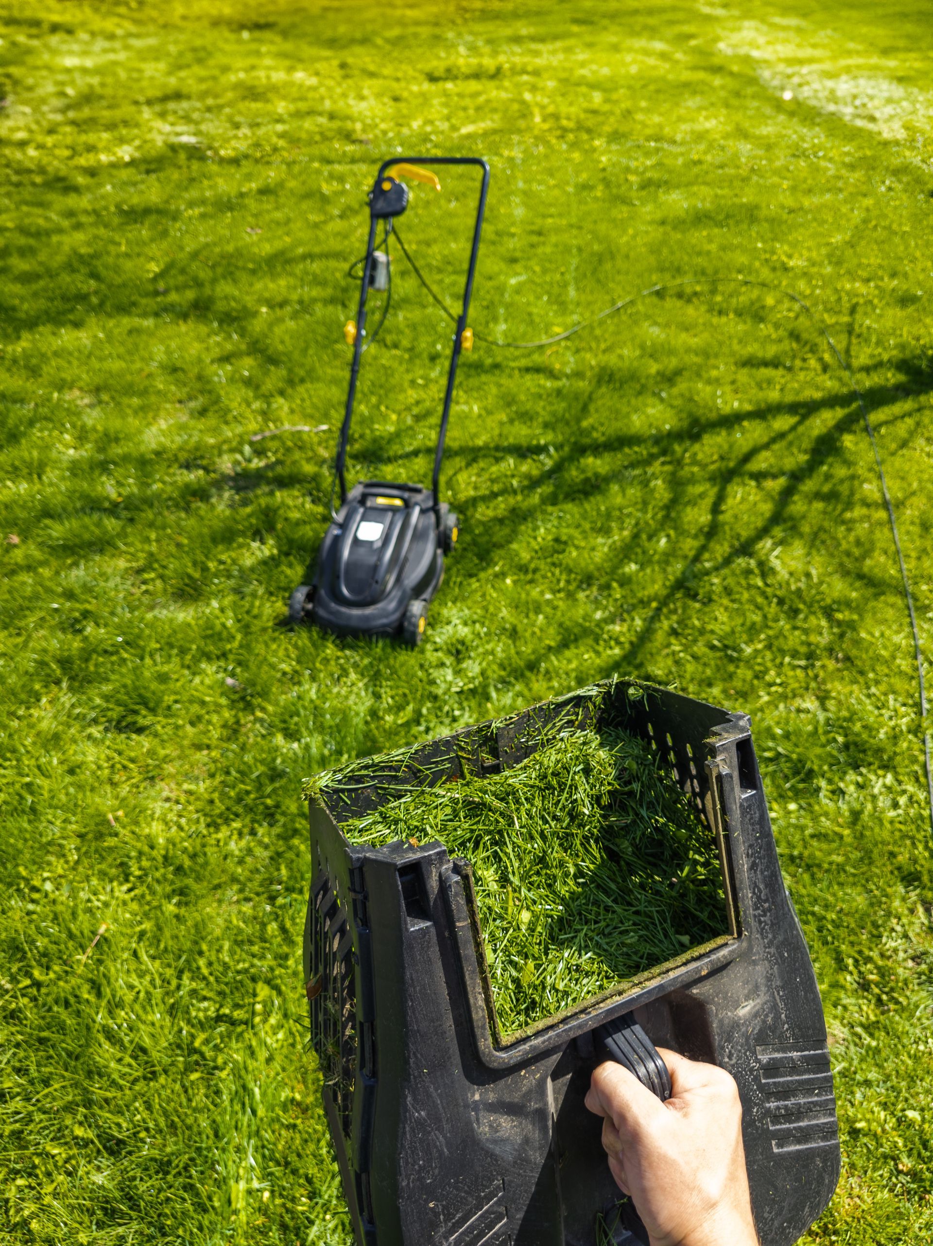 Tondeuse et herbe coupée