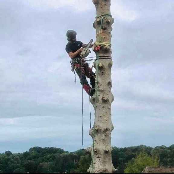 Démontage d'arbre en cours